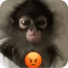 🐒 واکنش‌های میمون‌ها 🐒 7