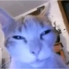 Memes gatitos #3 🐱✨🌷 6