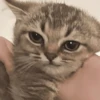 MICHIS 🥰🐱 9