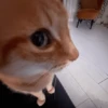 MICHIS 🥰🐱 30