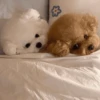 🐶 TÚ Y YO VERSIÓN PERRITOS 🐾 15