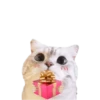 Michis random🐈🐈⬛ 13